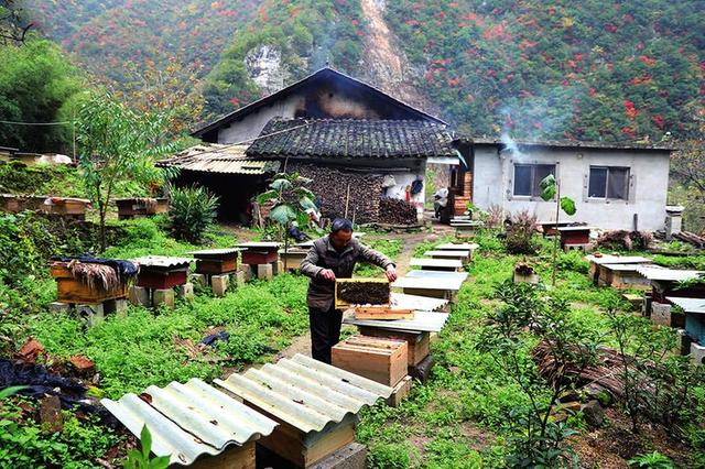 宁陕“自强标兵”靠养蜂帮贫困户脱贫